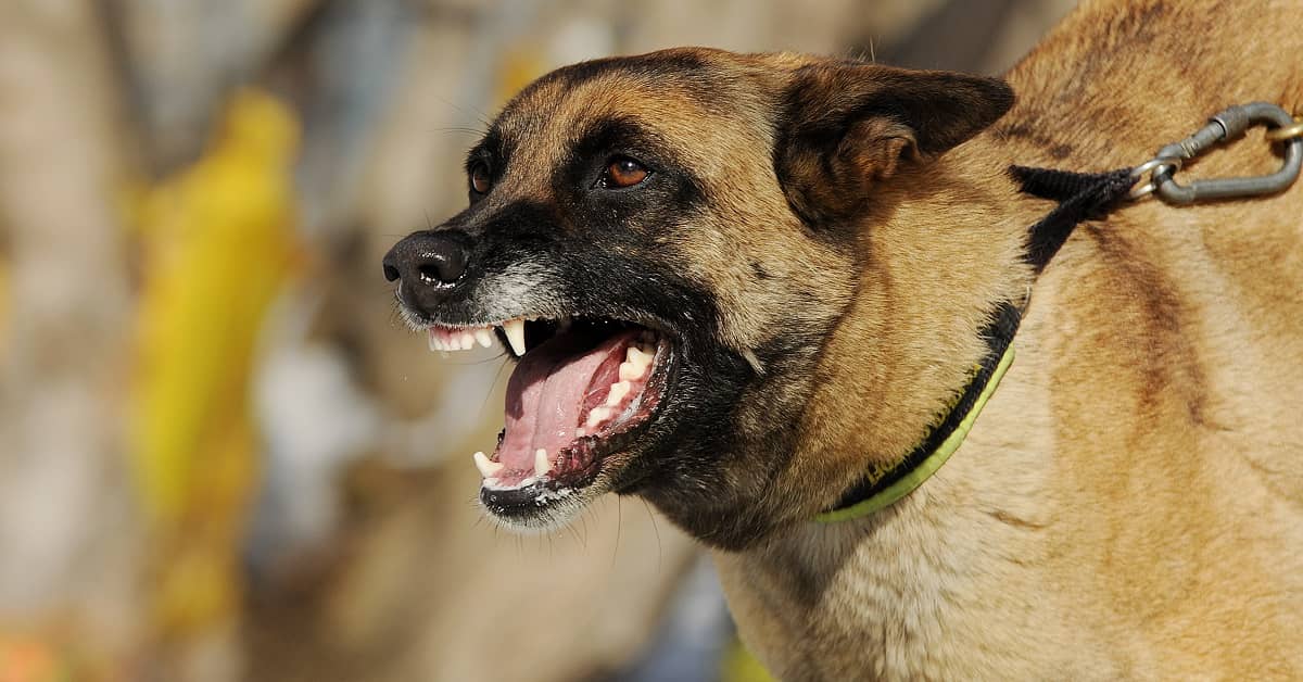 Attorney Handling Dog Bite Claims in Olympia, Washington
