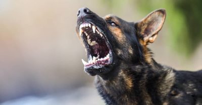 a dog barks before an attack | Fuller and Fuller, Attorneys PLLC