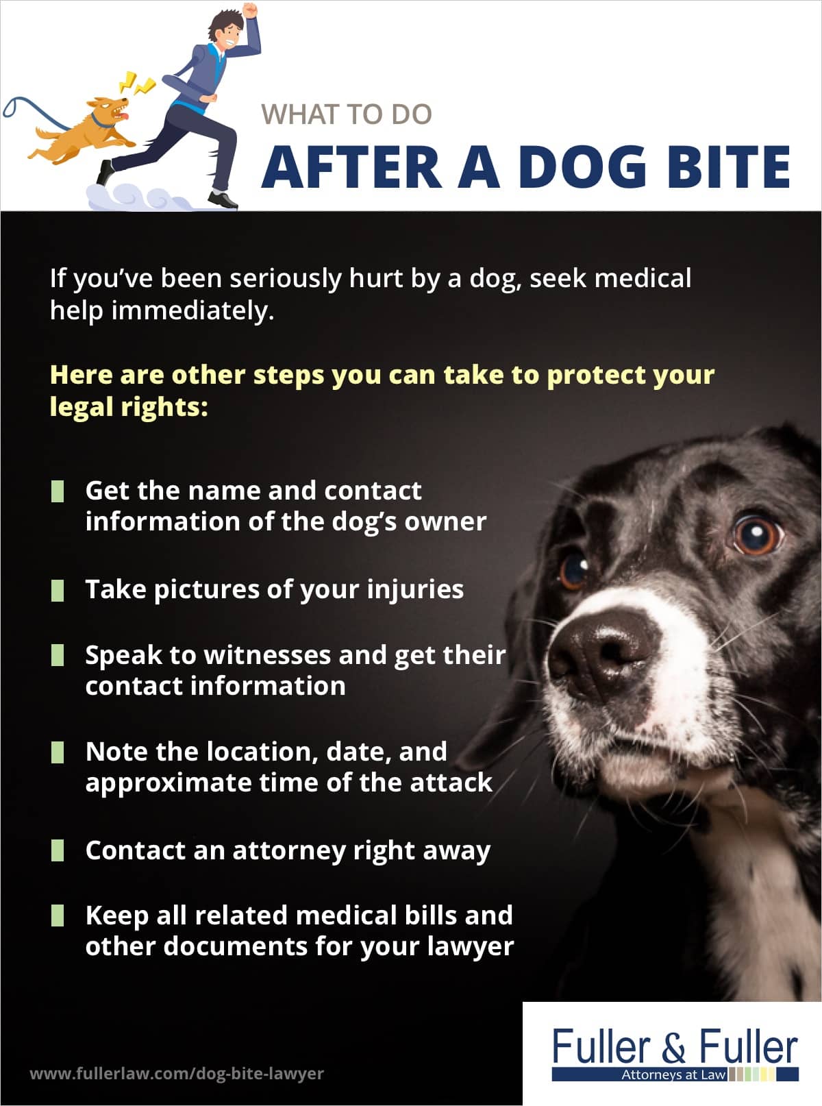 Olympia dog bite attorneys