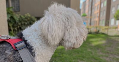Dog being walked at an apartment complex